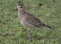 Pacific golden plover