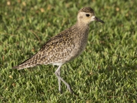 Pacific golden plover