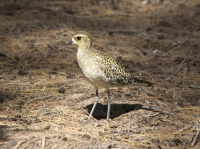 Pacific golden plover