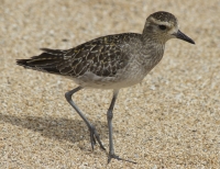 Pacific golden plover