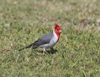 Red-crested cardinal