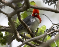 Red-crested cardinal