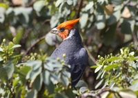 Red-crested cardinal