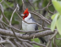 Red-crested cardinal