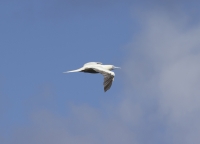 Red-footed booby