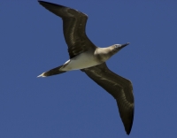 Red-footed booby