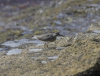 Wandering tattler