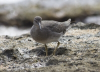 Wandering tattler