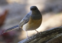 White-rumped shama