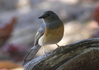 White-rumped shama