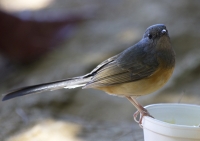 White-rumped shama