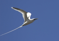 White-tailed tropicbird