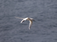 White-tailed tropicbird