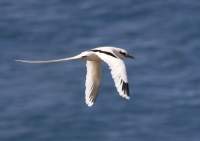 White-tailed tropicbird