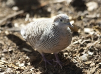 Zebra dove