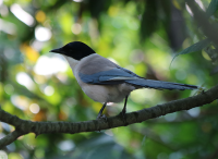 azure-winged-magpie