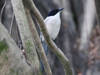 azure-winged-magpie1