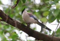 azure-winged-magpie2