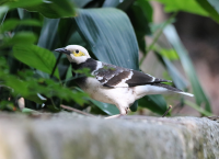 black-collared-starling