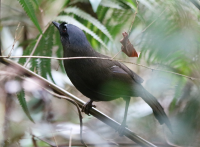 black-throated-laughingthrush