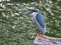 black_crowned_night_heron