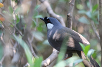 black_throated_laughingthrush2