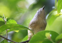 blue-winged-minla