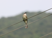 chinese-bulbul