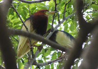 chinese-pond-heron