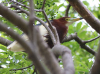 chinese-pond-heron2