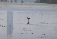 far-eastern-curlew