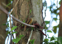 ferruginous_flycatcher