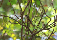 ferruginous_flycatcher2