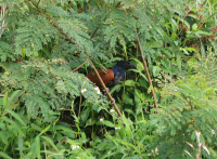 greater-coucal