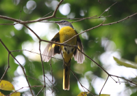 grey-headed-minivet