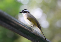 light_vented_bulbul