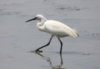 little-egret