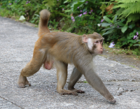 macaque