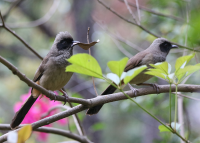 masked-laughingthrush