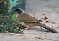 masked_laughingthrush