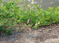 olive-backed-pipit