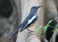 oriental_magpie_robin