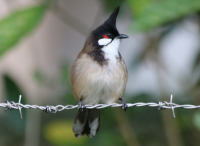 red-whiskered-bulbul