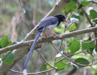 red_billed_blue_magpie