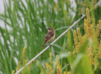 siberian-stonechat