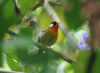 silver-eared-mesia