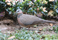 spotted_dove