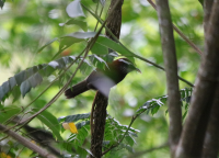 streak-breasted-scimitar-babbler