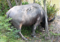 water-buffalo