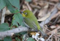 white-eye